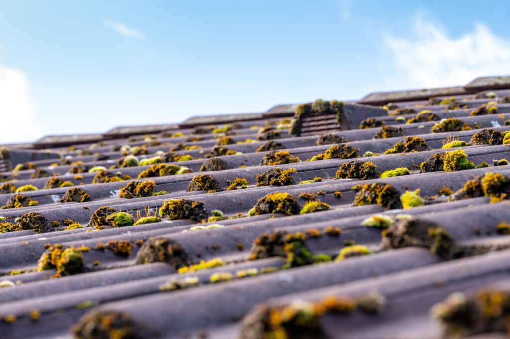 Toit en tuiles grises couvert de mousse verte et lichen orange sous un ciel bleu clair.